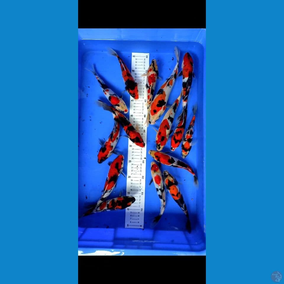 doitsu showa 16 ekor 17-24cm grade A