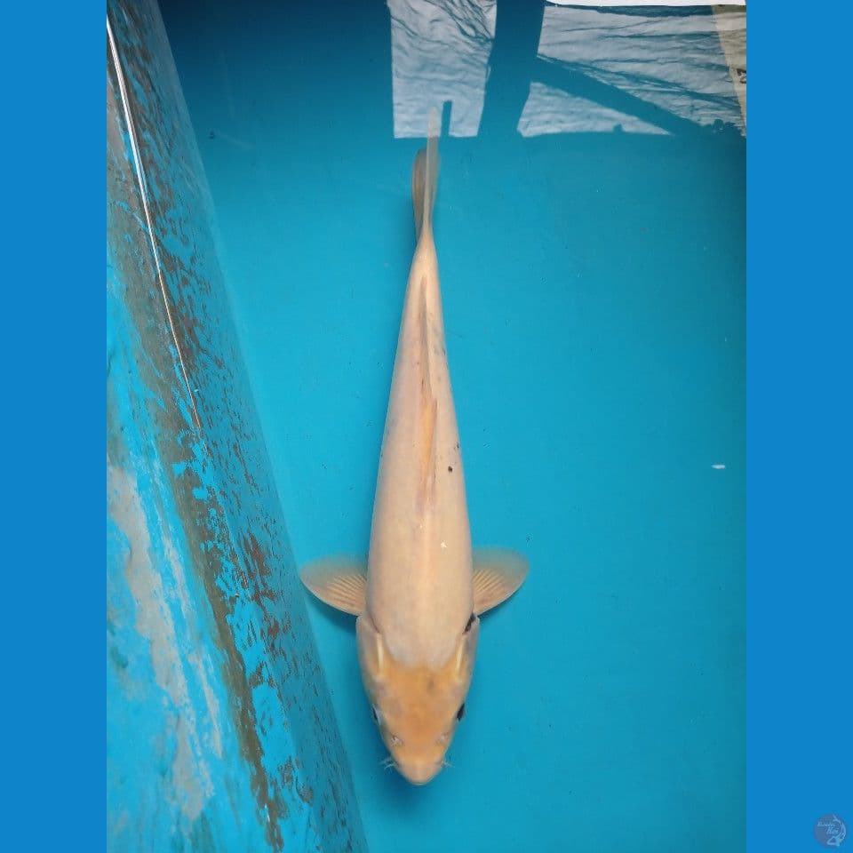 jumbo tategoi