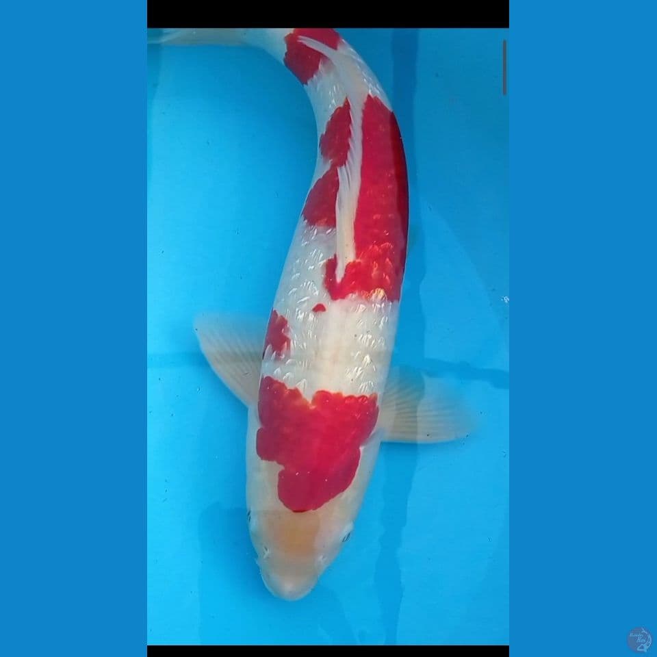 Male Ginrin 42 cm