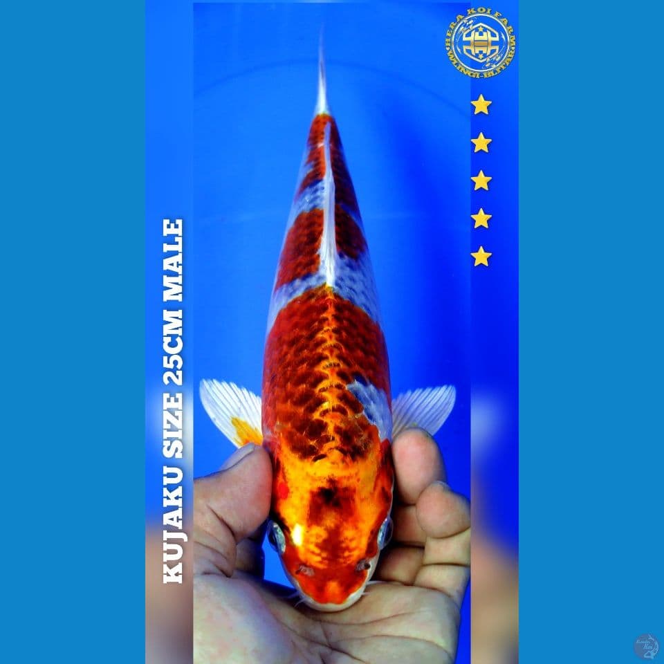 KUJAKU 26CM MALE