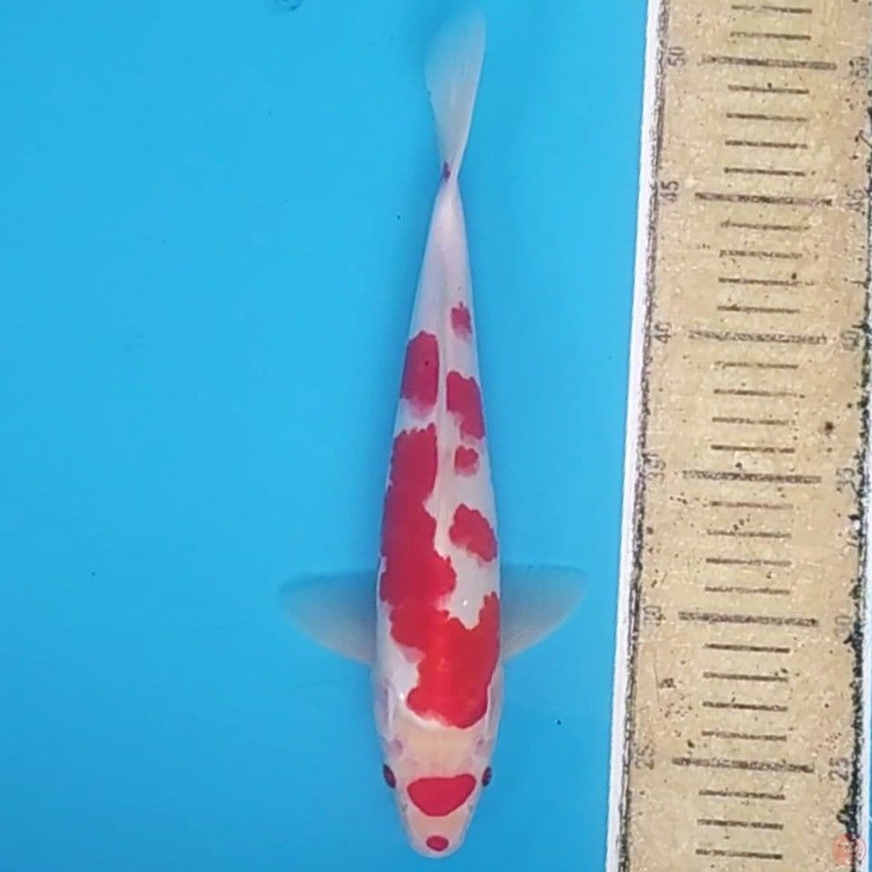Maruten Kohaku ~28 M