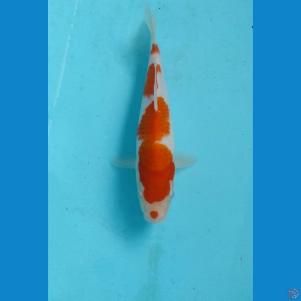 kohaku 22cm
