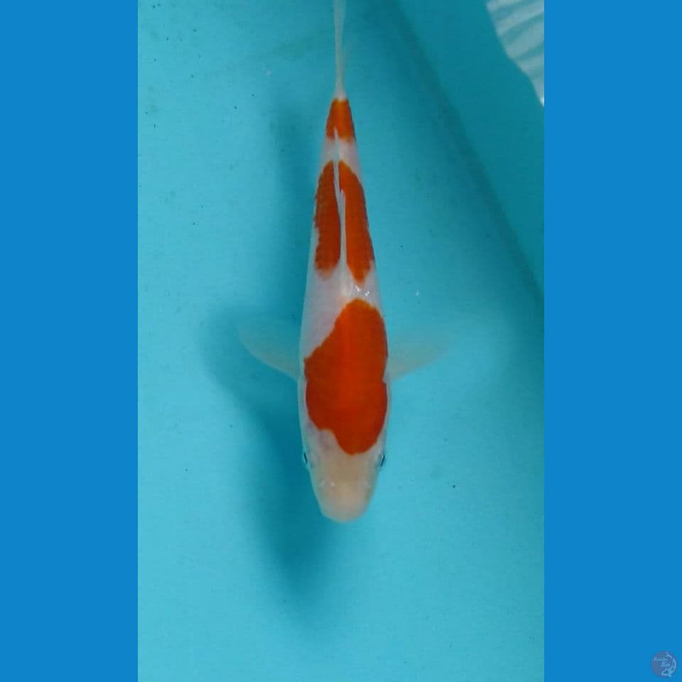 kohaku 16cm