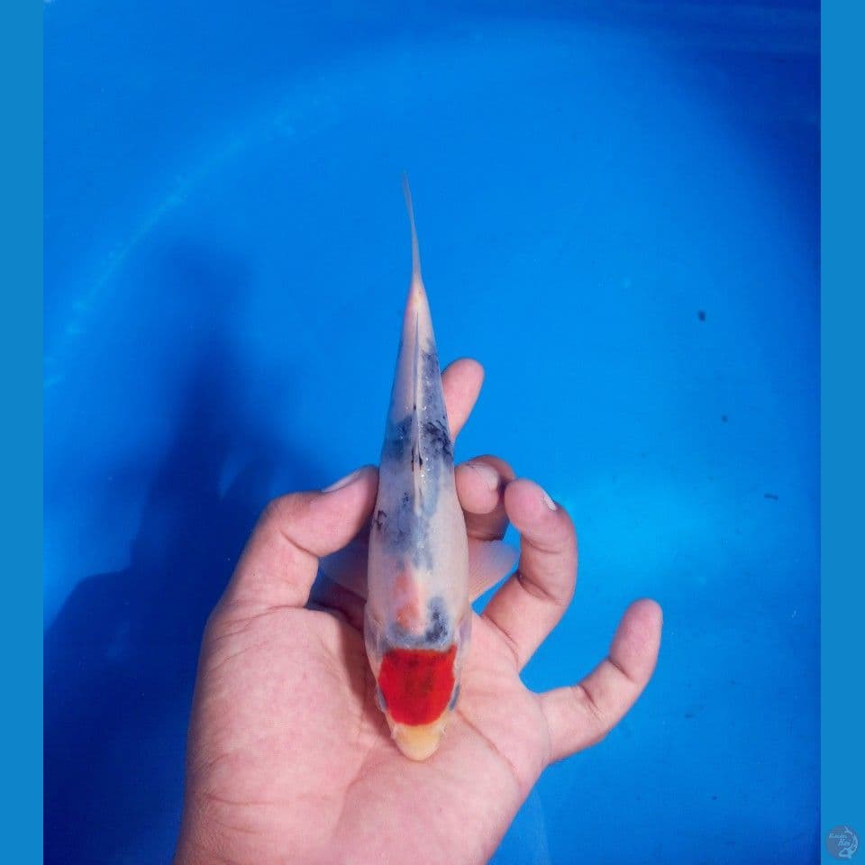 Tancho showa 19cm
