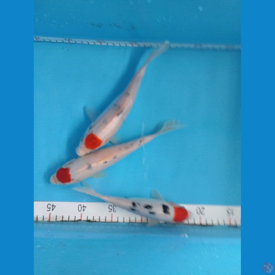 tancho 3 ekor 20-22cm