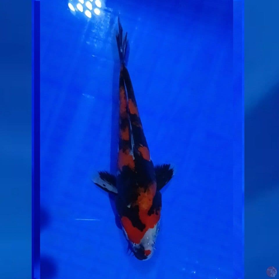 DOITSU SHOWA 17CM