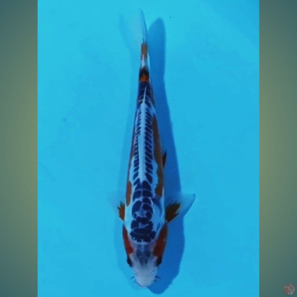HANA SUSUI U17CM