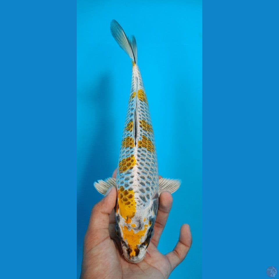 BENIGINGGA 28cm