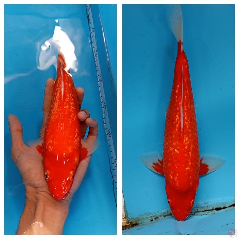 AKA HAJIRO GINRIN 30cm male