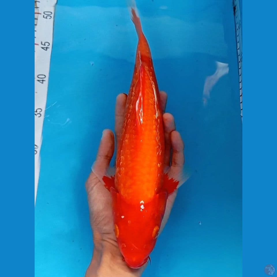 Aka hajiro ginrin 32cm
