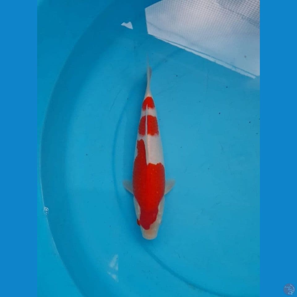 Kohaku HQ