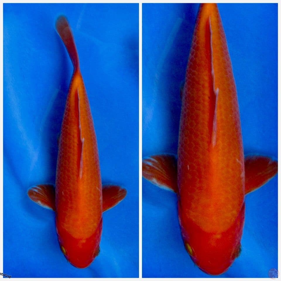 Benigoi F1 calon punuk 23cm