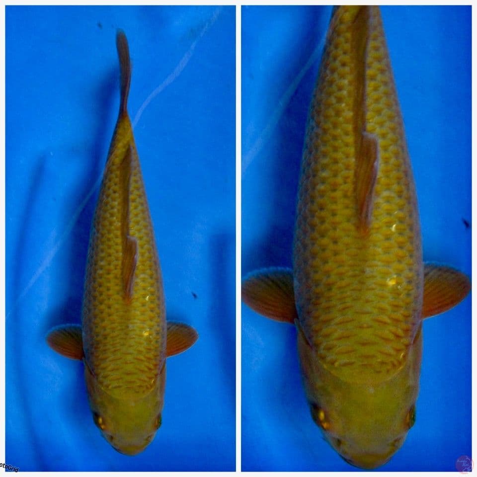 Yamato Nishiki calon punuk Size 28cm