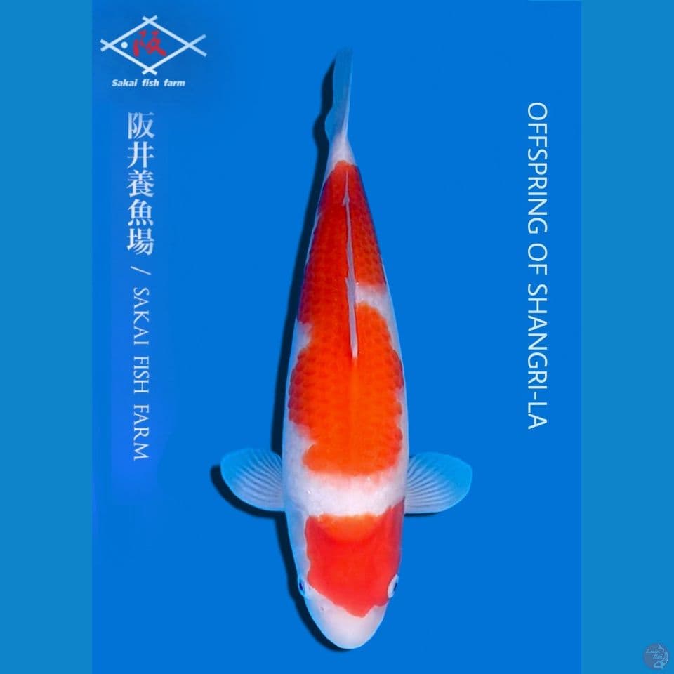 Sakai Kohaku
