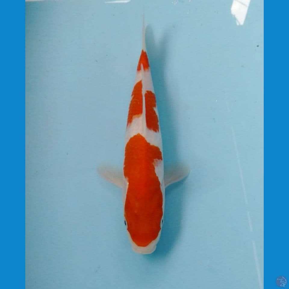 kohaku 24cm