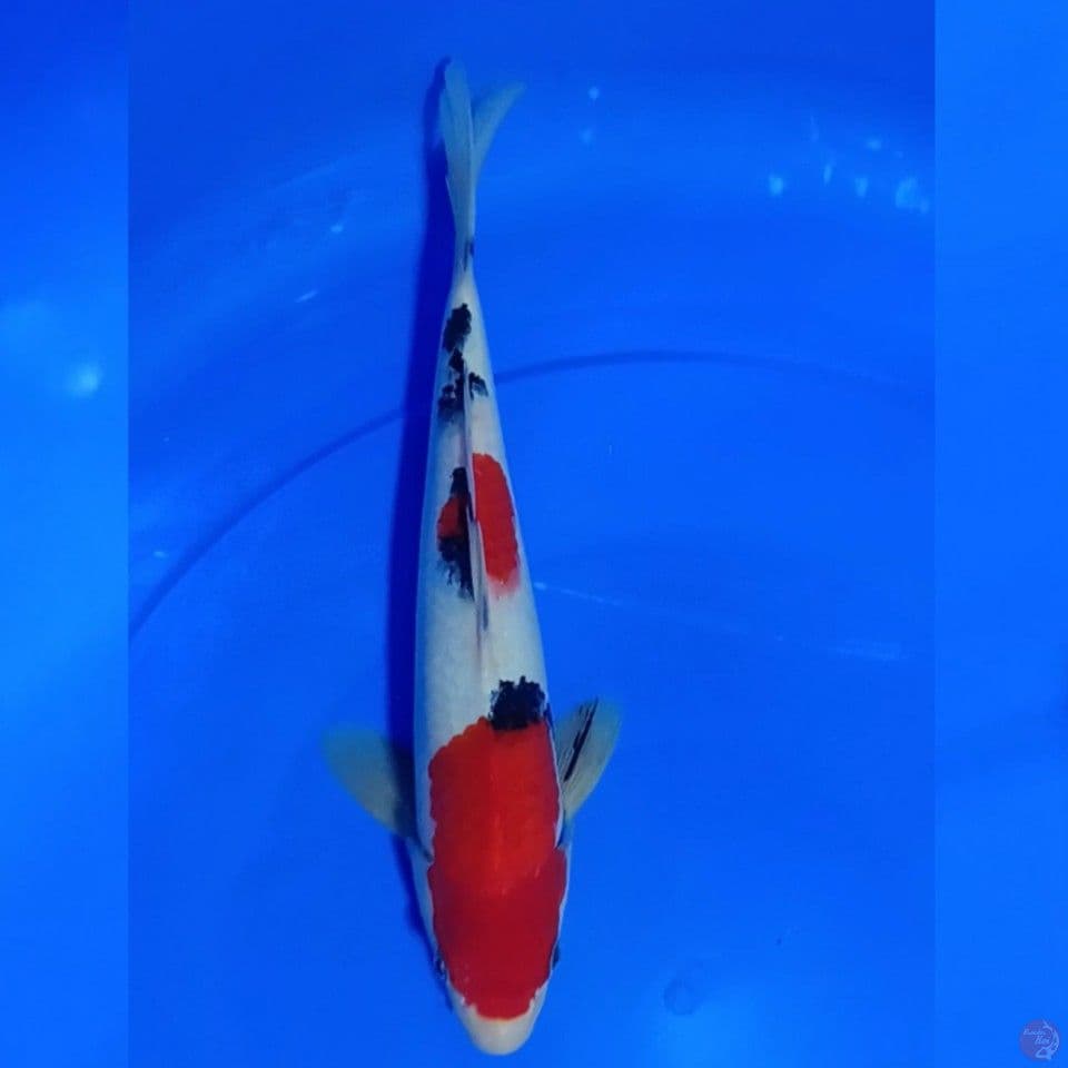 SANKE 30CM