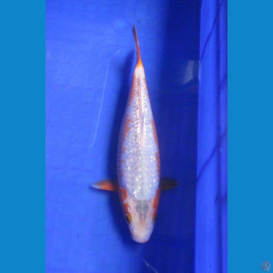 ASAGI GINDRIN 23CM