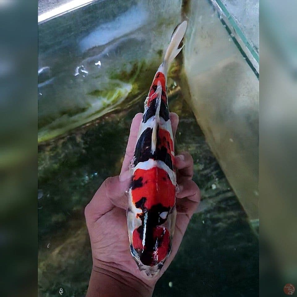 Doitsu showa 27cm jantan