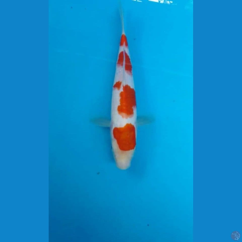 kohaku 22cm