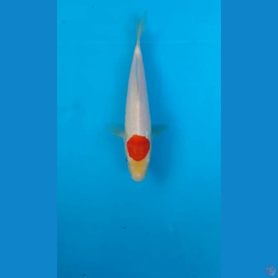 tancho 20cm