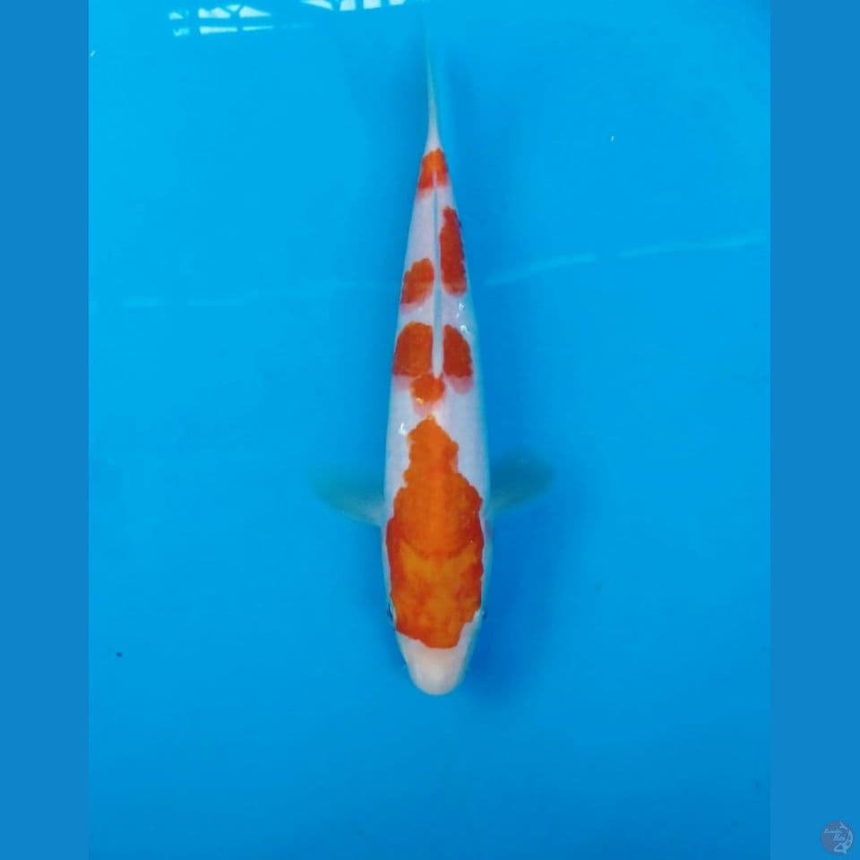 kohaku 23cm