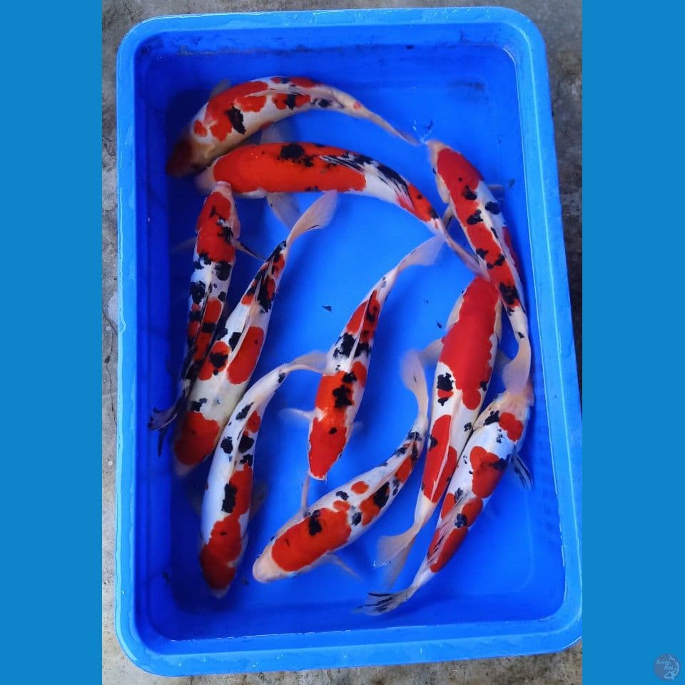 kohaku sanke super red 30-35cm 10ekor