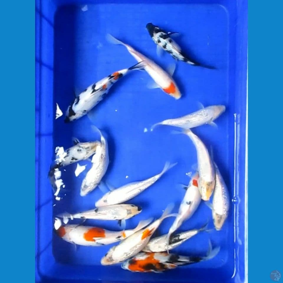 Paket Koi 15 Ekor