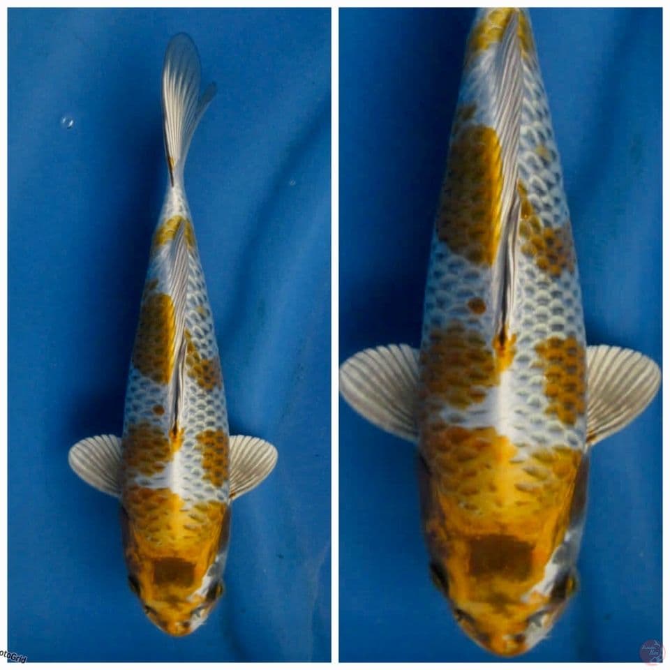 kujaku super antik 27cm