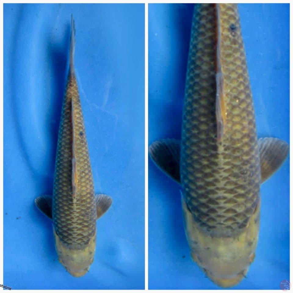 Yamuji antik 30cm