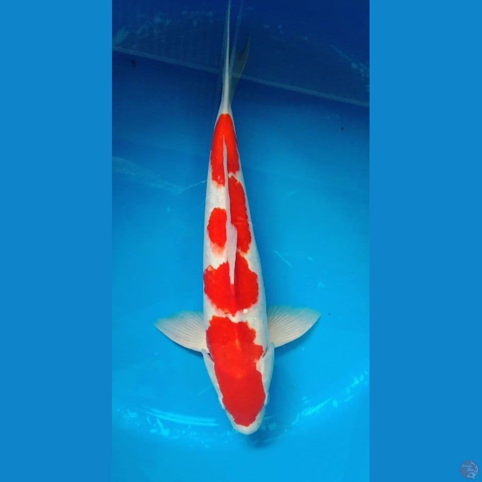 kohaku jumbo 42cm HQ strong