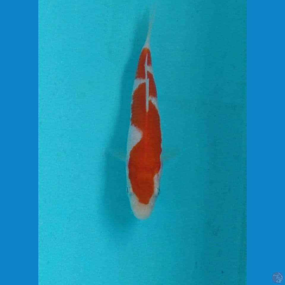 inazuma 12cm