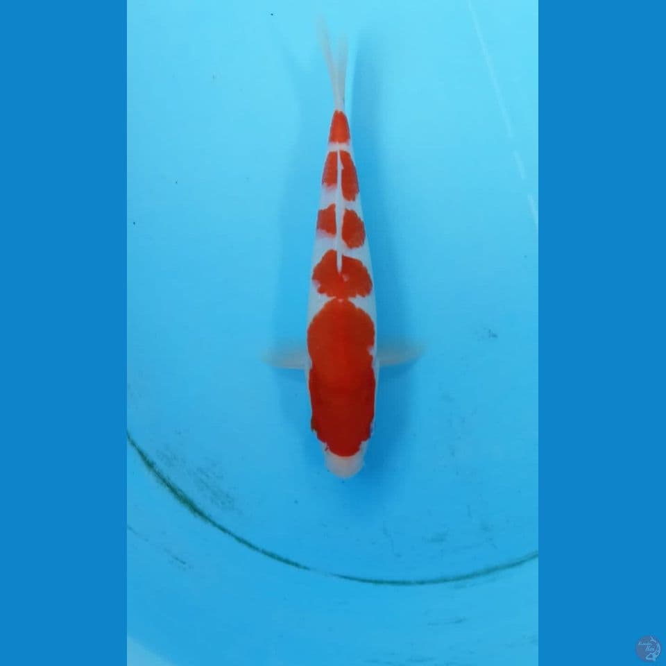 Kohaku 23cm