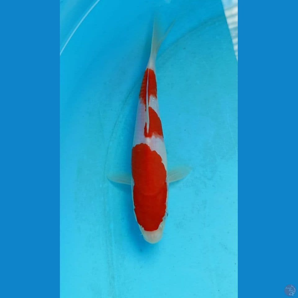 kohaku 20cm