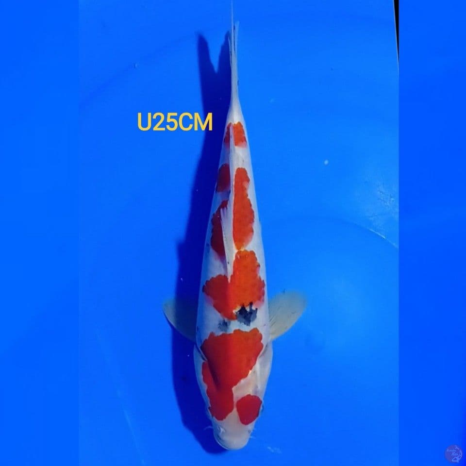SANKE U25CM