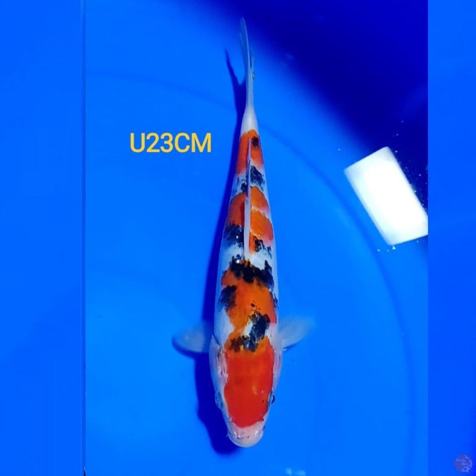 SANKE U23CM