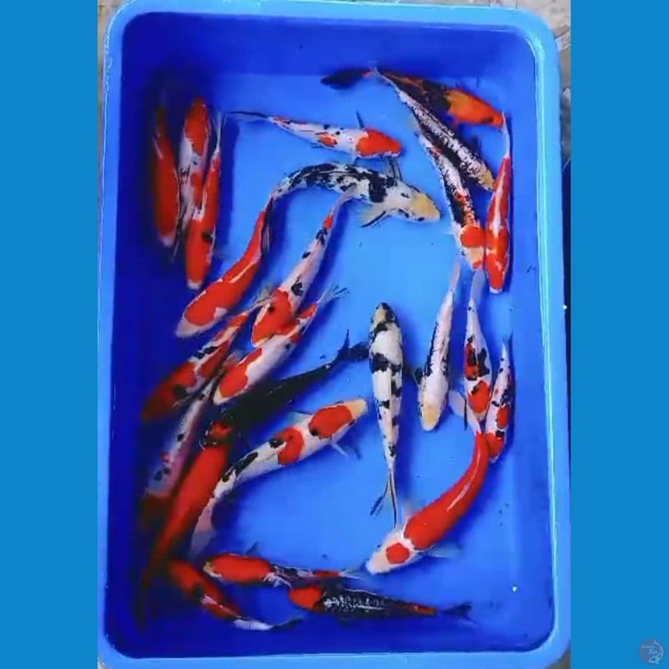 mix benistrong 17-25cm 25ekor