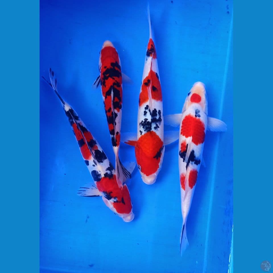 kualitas show 27-32cm sanke merah poll
