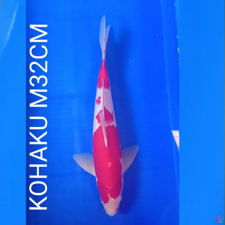 KOHAKU M32CM