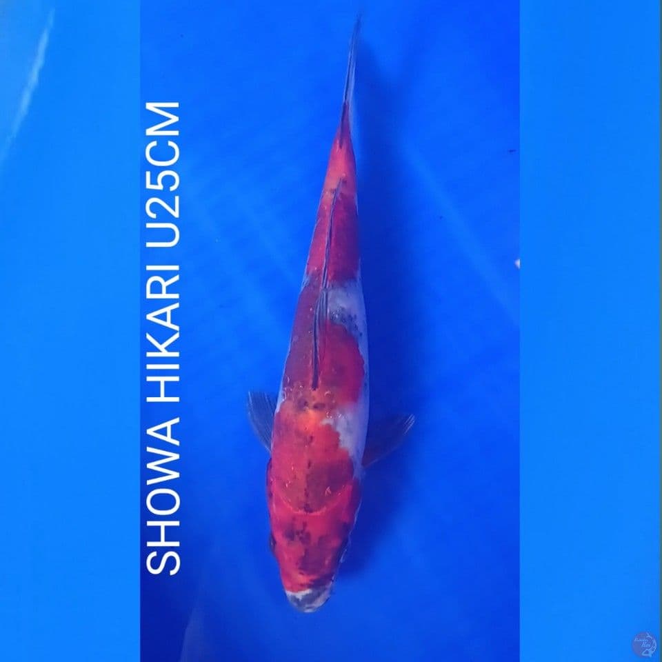SHOWA HIKARI U25CM