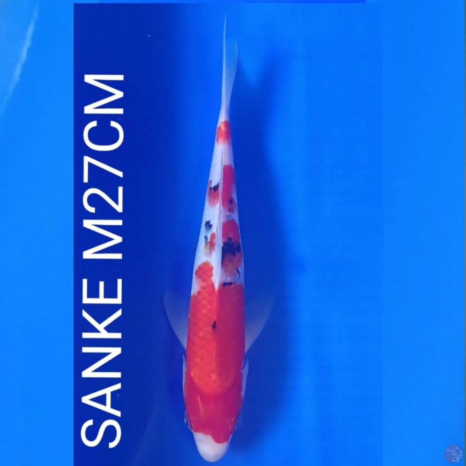 SANKE M27CM