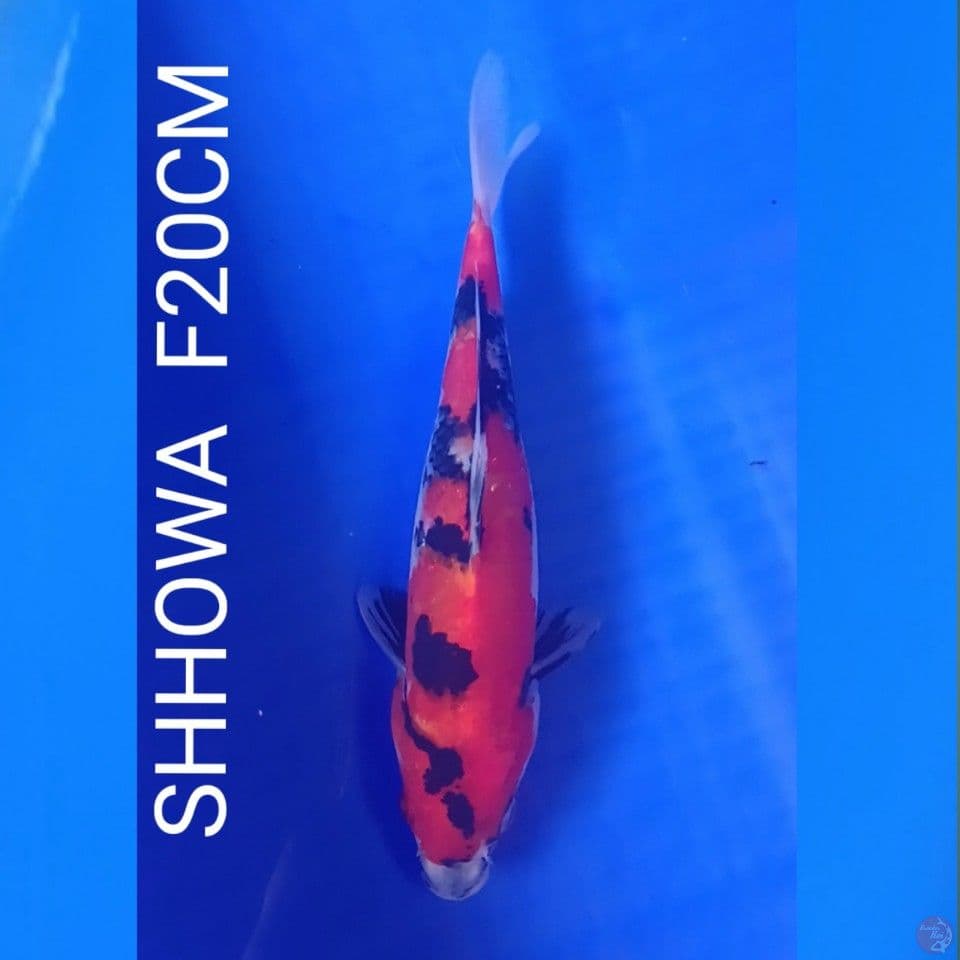 SHOWA F20VM