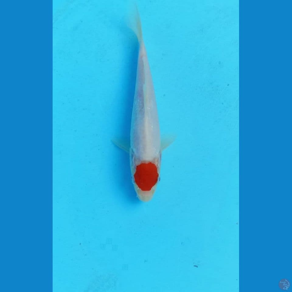 Tancho 16cm