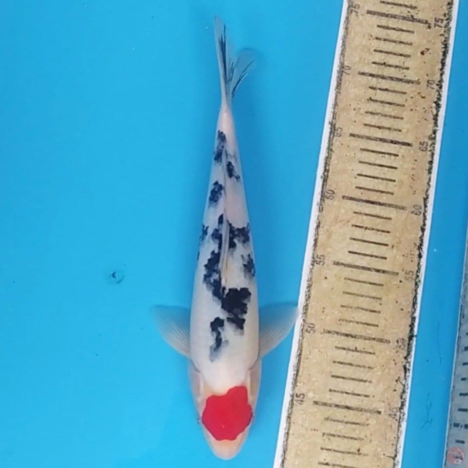 Tancho Sanke ~30 M