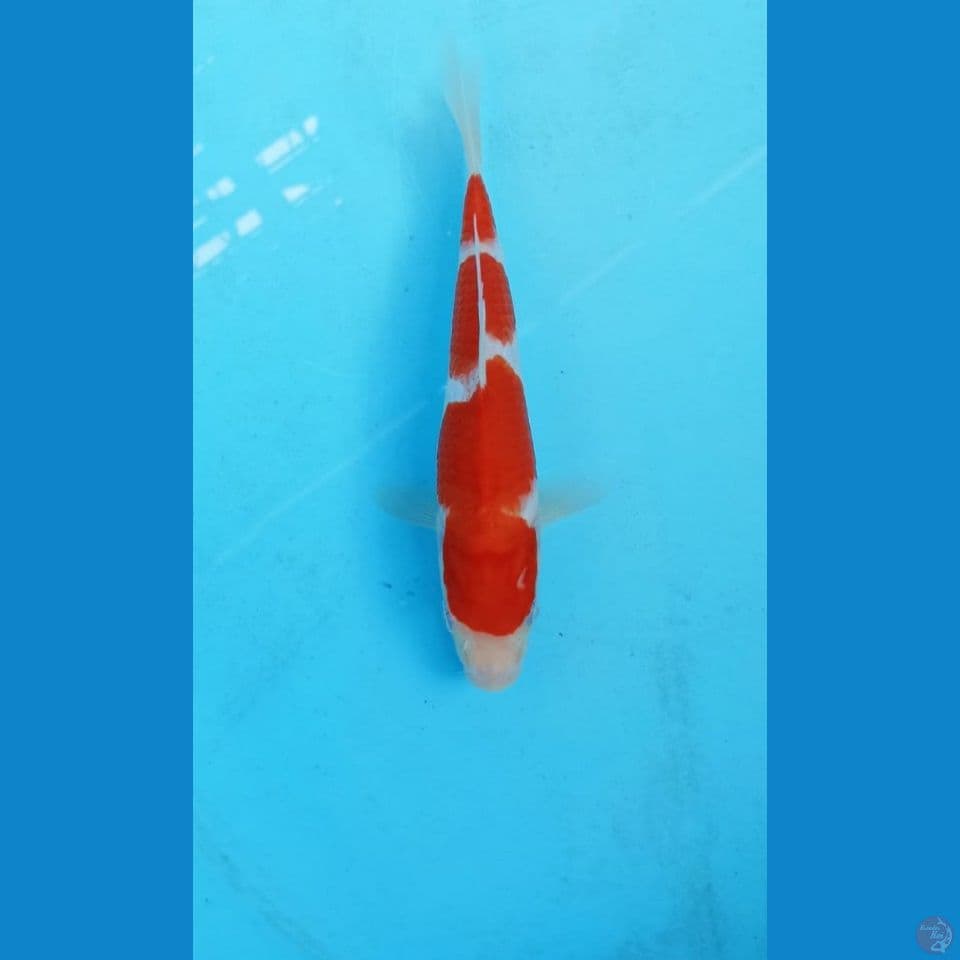 Kohaku 24cm