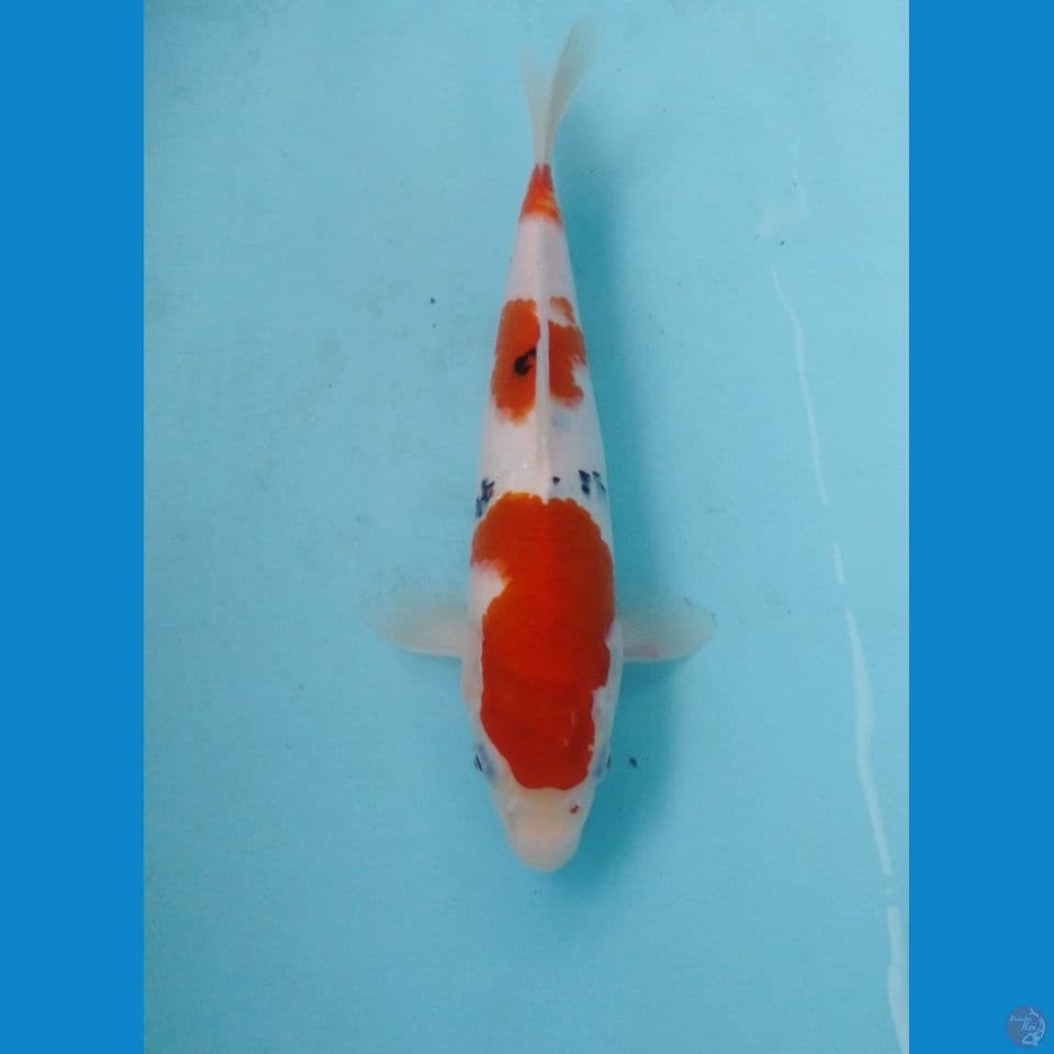 sanke 25cm