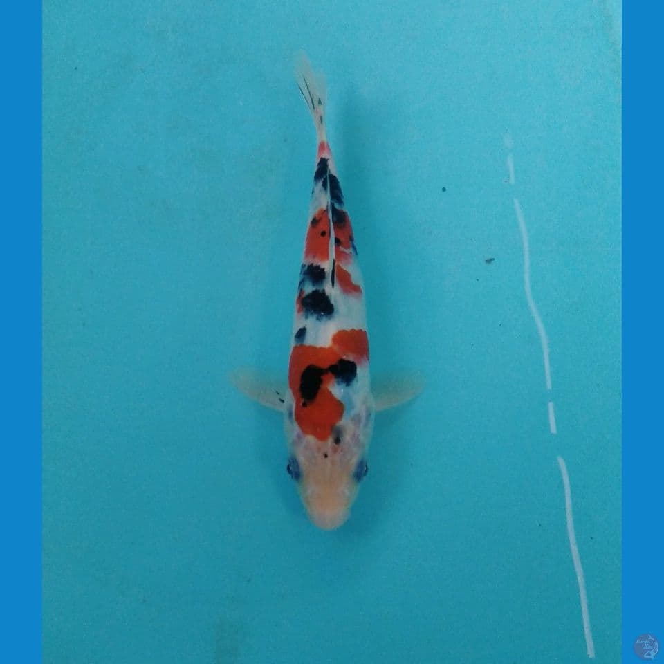 sanke 20cm