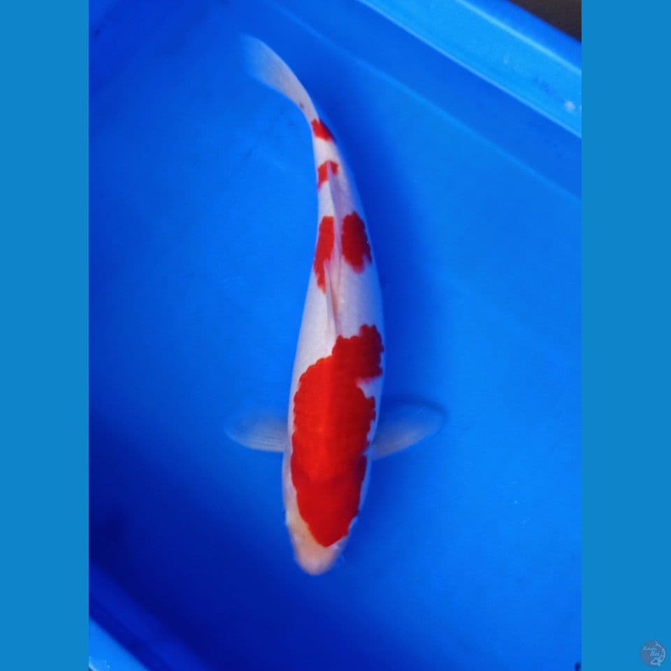 Kohaku sq 40bu