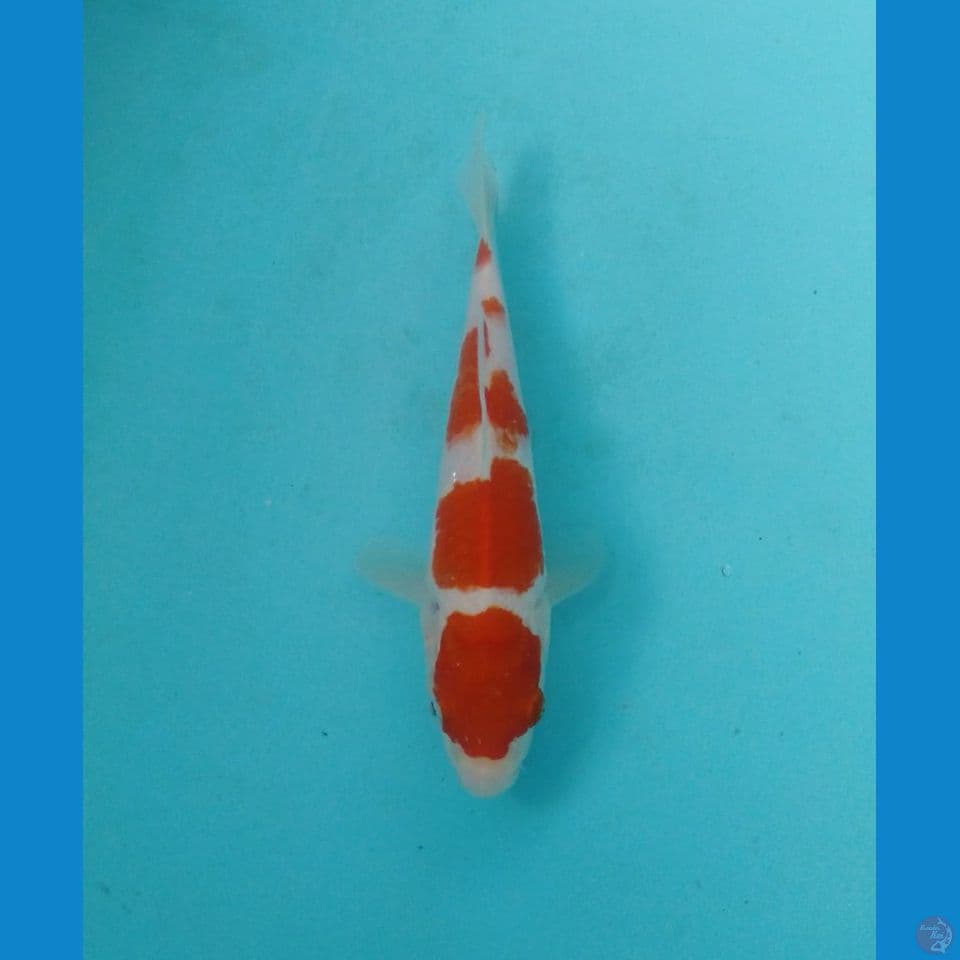 kohaku 18cm