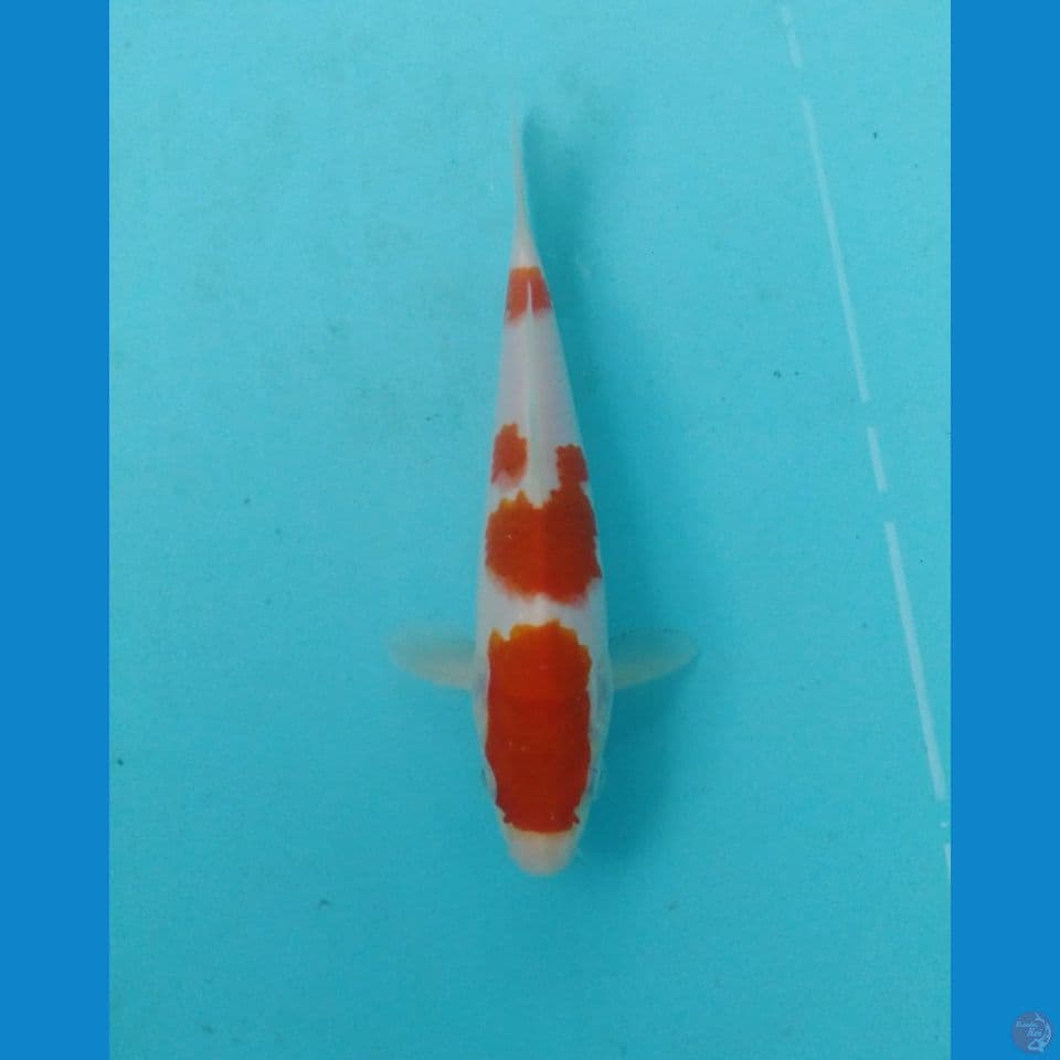 kohaku 19cm