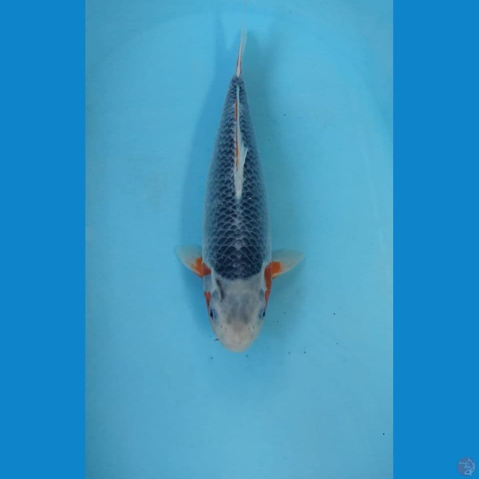 Asagi 32cm